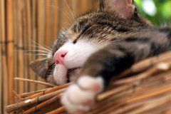 71700_119905301403521_4153347_n_119905301403521